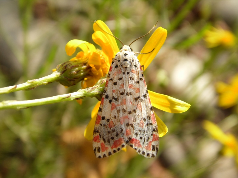 Utetheisa pulchella